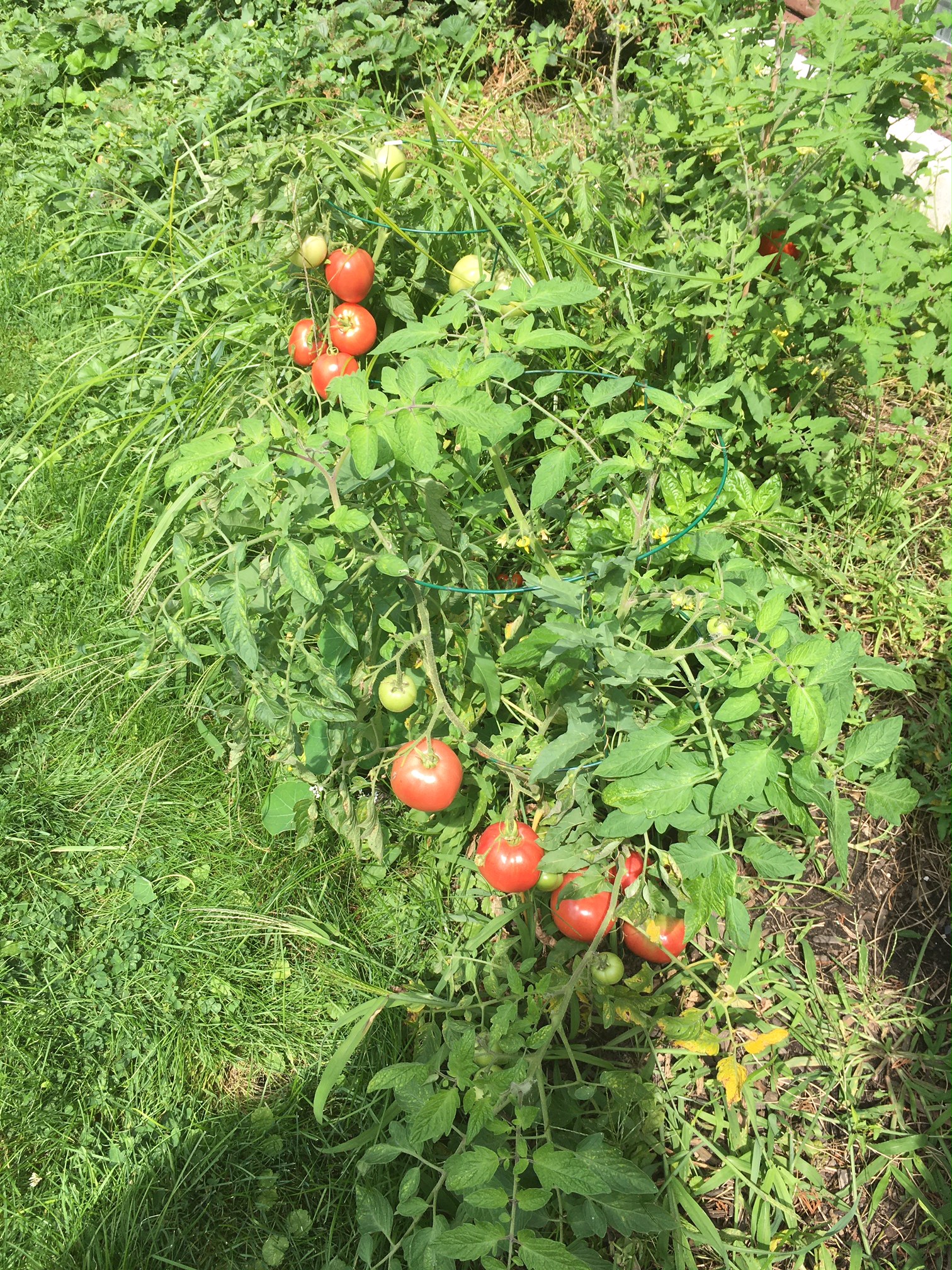 plante de tomates