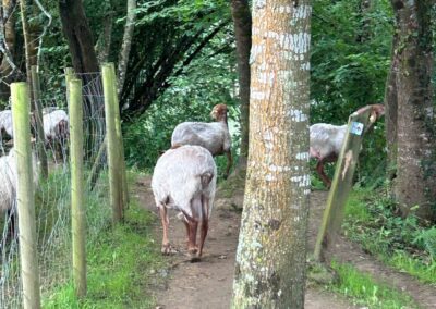 several horned sheep on path amidst trees