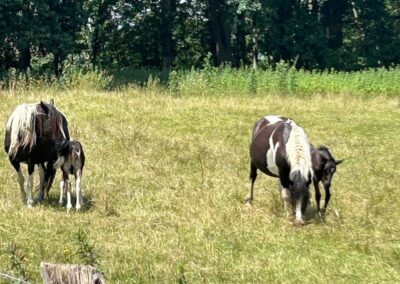 cattle in field